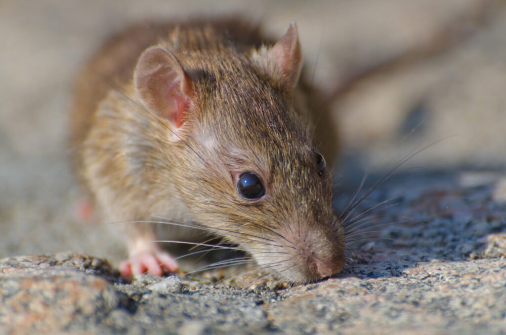 Rodent for Rodent Feces Removal in Pasadena, CA