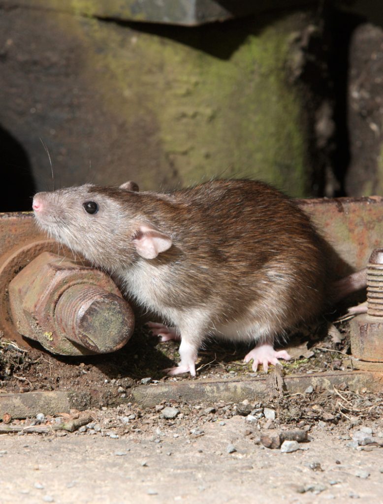 Rat cleanup in Los Angles