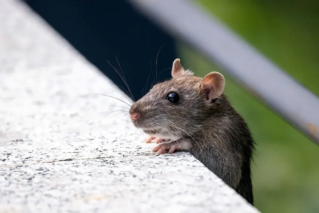 A rodent that is the reason why a home needs rodent feces removal in Pasadena
