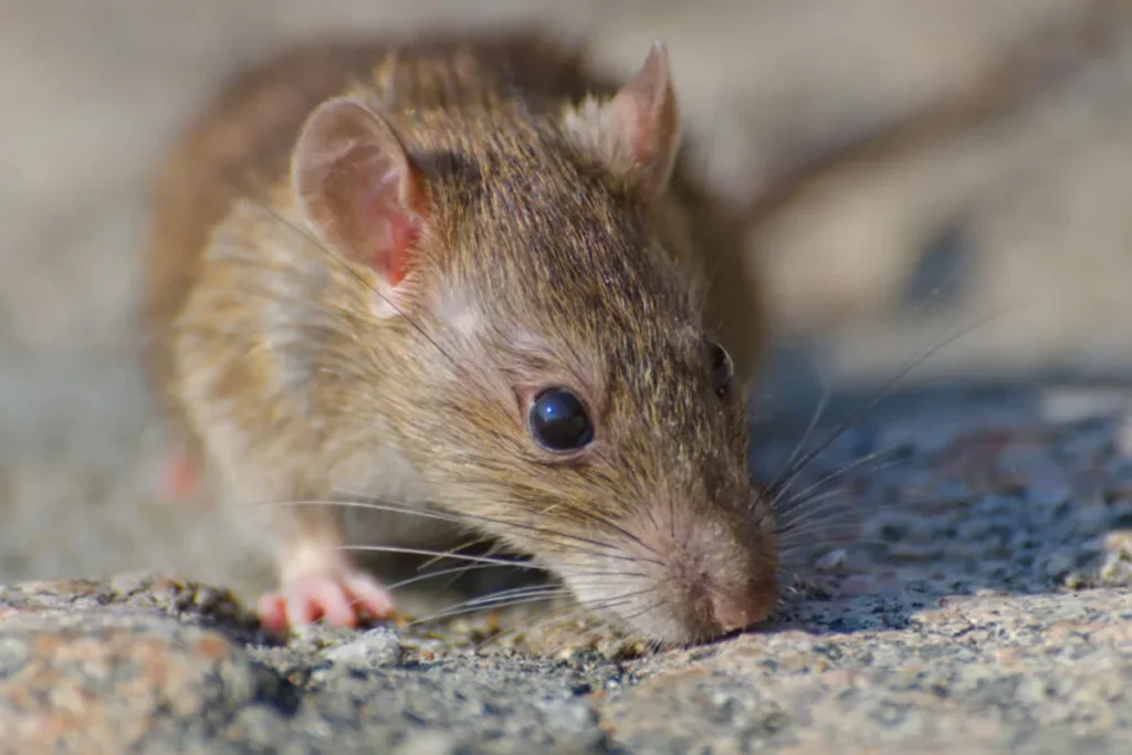 A rodent that is the reason why a home needs rodent feces removal in Santa Monica
